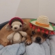 My Home Vet Dog in a hat on a bed